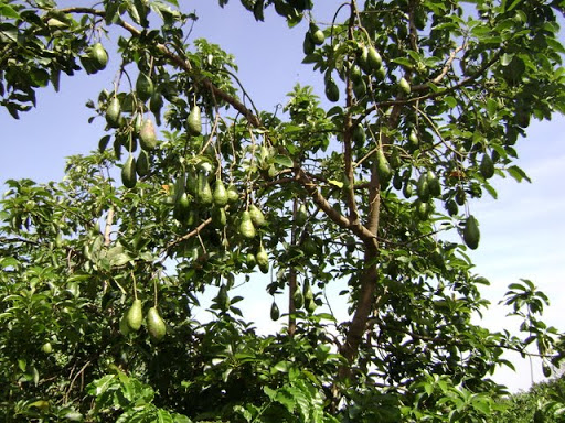 Bơ Trịnh Mười có nhiều loại cho năng suất cao