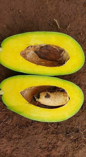 Bơ mang đến hương vị béo ngậy tự nhiên