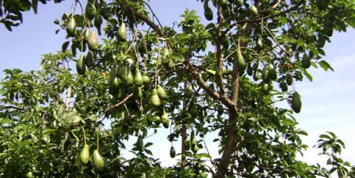 Bơ Trịnh Xuân Mười & những điều bạn cần biết