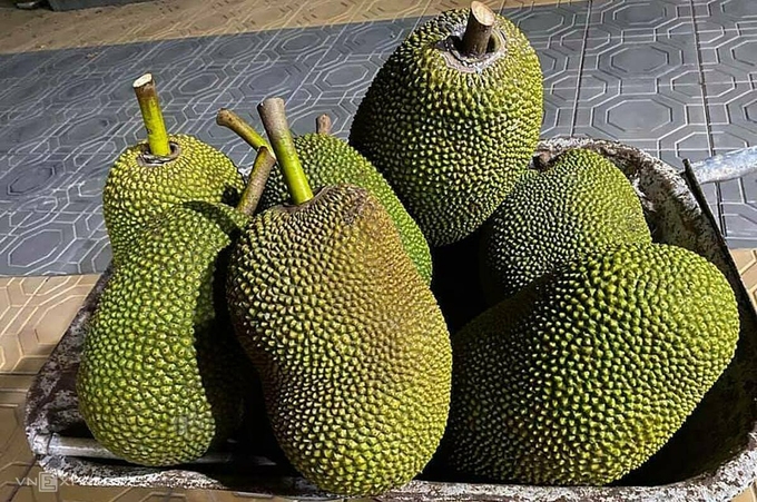 Thị trường mít thái phụ thuộc nhiều vào thị trường Trung Quốc