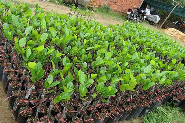 Chọn cây giống khỏe và không bị sâu bệnh