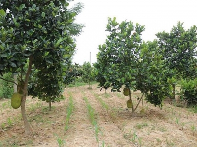 Làm đất trồng mít da xanh phù hợp