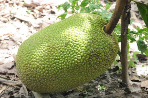 Nên thu hoạch những trái mít đã già