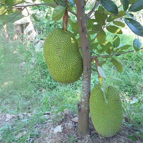 Chọn cây giống khỏe mạnh