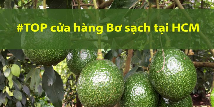 Top 5 cửa hàng bơ sạch chất lượng & uy tín tại TP.HCM