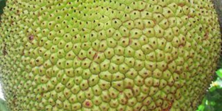 5 mẹo hay giúp bạn mua được mít sạch không bị tiêm thuốc