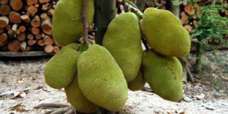 Mít thái da xanh và kỹ thuật trồng mít thái siêu sớm da xanh