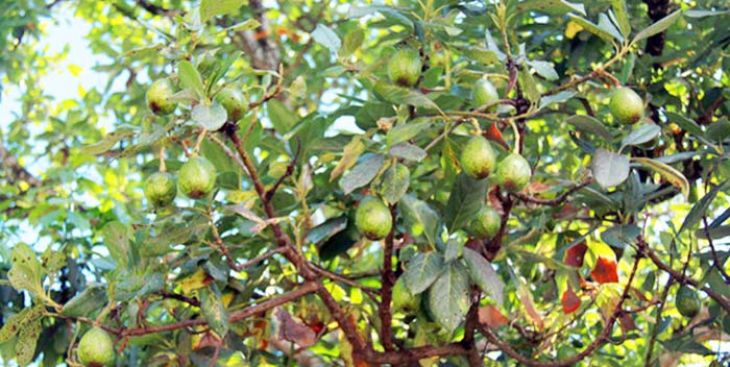 Tìm hiểu về mùa bơ Đắk Lắk và những điều thú vị về loại bơ này