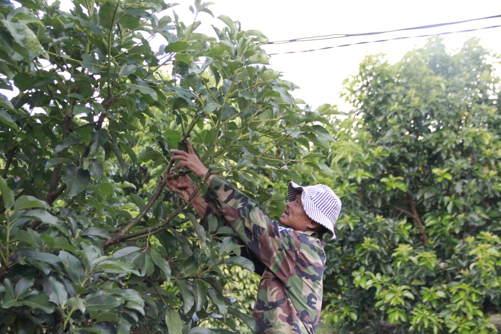  Thị trường bơ 034 bị ảnh hưởng bởi dịch bệnh Covid-19