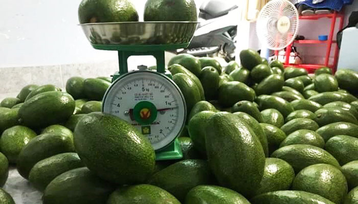 Bơ Đăk Lăk rớt giá và thị trường tiêu thụ cũng đứng yên