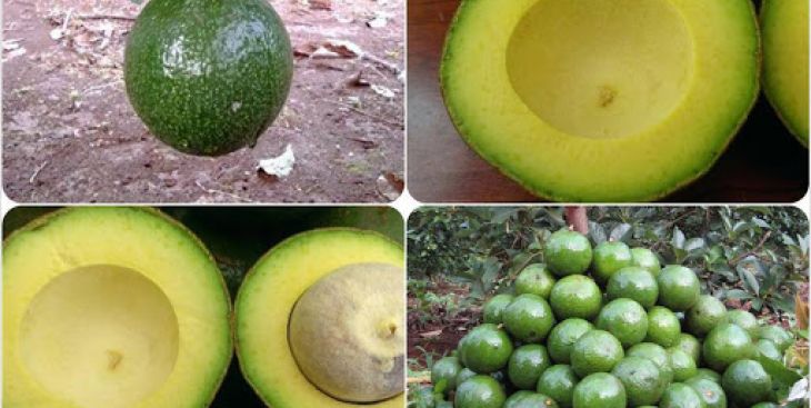 Những thông tin bạn cần biết về bơ Booth và bơ sáp