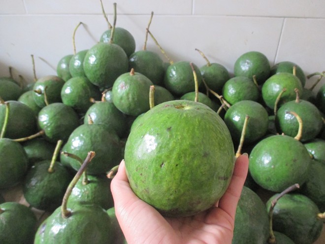 Bơ Booth có hình dáng tròn đều