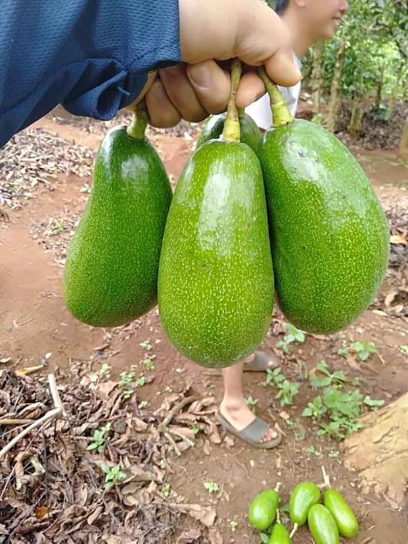 Dựa vào màu sắc quả bơ để chọn bơ ngon