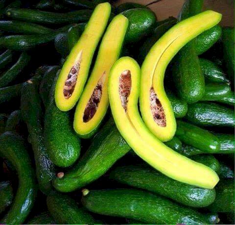 Bơ 034 có hình dáng dài và ruột màu vàng tươi