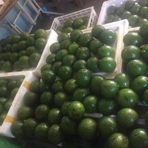 Vựa bơ chuyên sỉ bơ Booth chất lượng với giá phải chăng