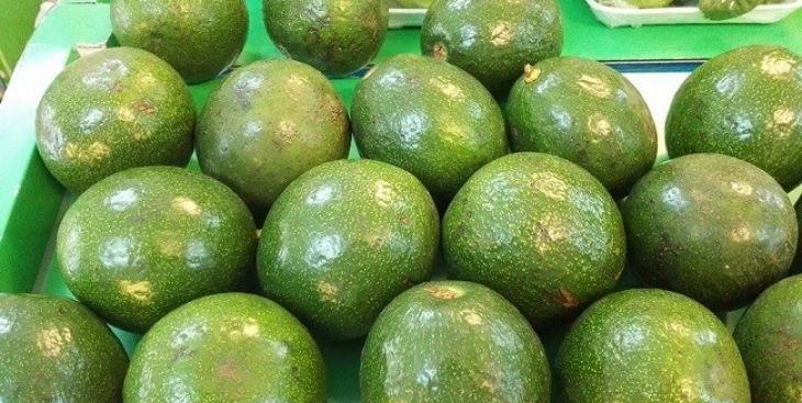 Dự đoán giá bơ Booth năm nay 2020 (Chuyên gia)