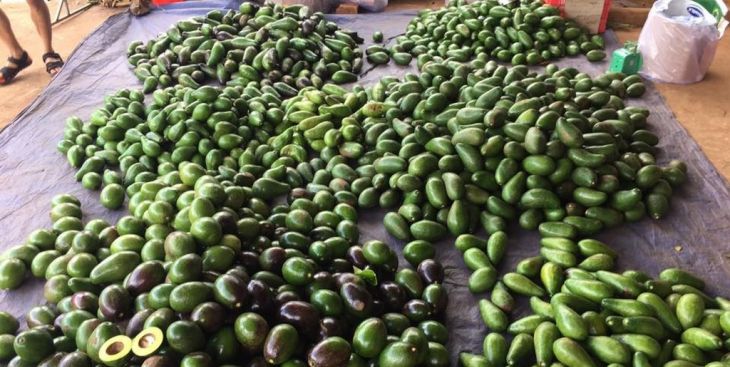 Dự đoán giá bơ sáp Đắk Lắk năm nay 2020 (Chuyên gia)