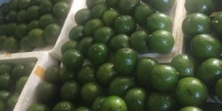 #3 vựa mua bán bơ Booth ở TP.HCM uy tín & chất lượng nhất