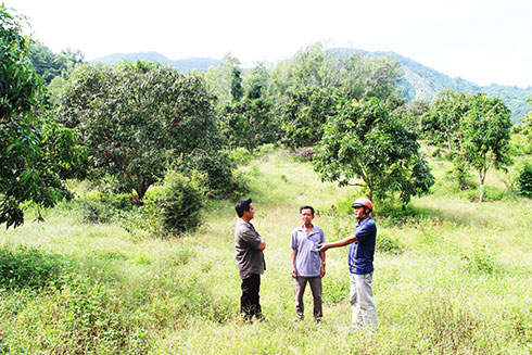 Tùy vào trường hợp sẽ được bồi thường khi thu hồi đất rừng sản xuất