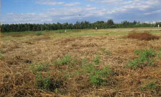 Đất nông nghiệp bỏ hoang sẽ bị thu hồi