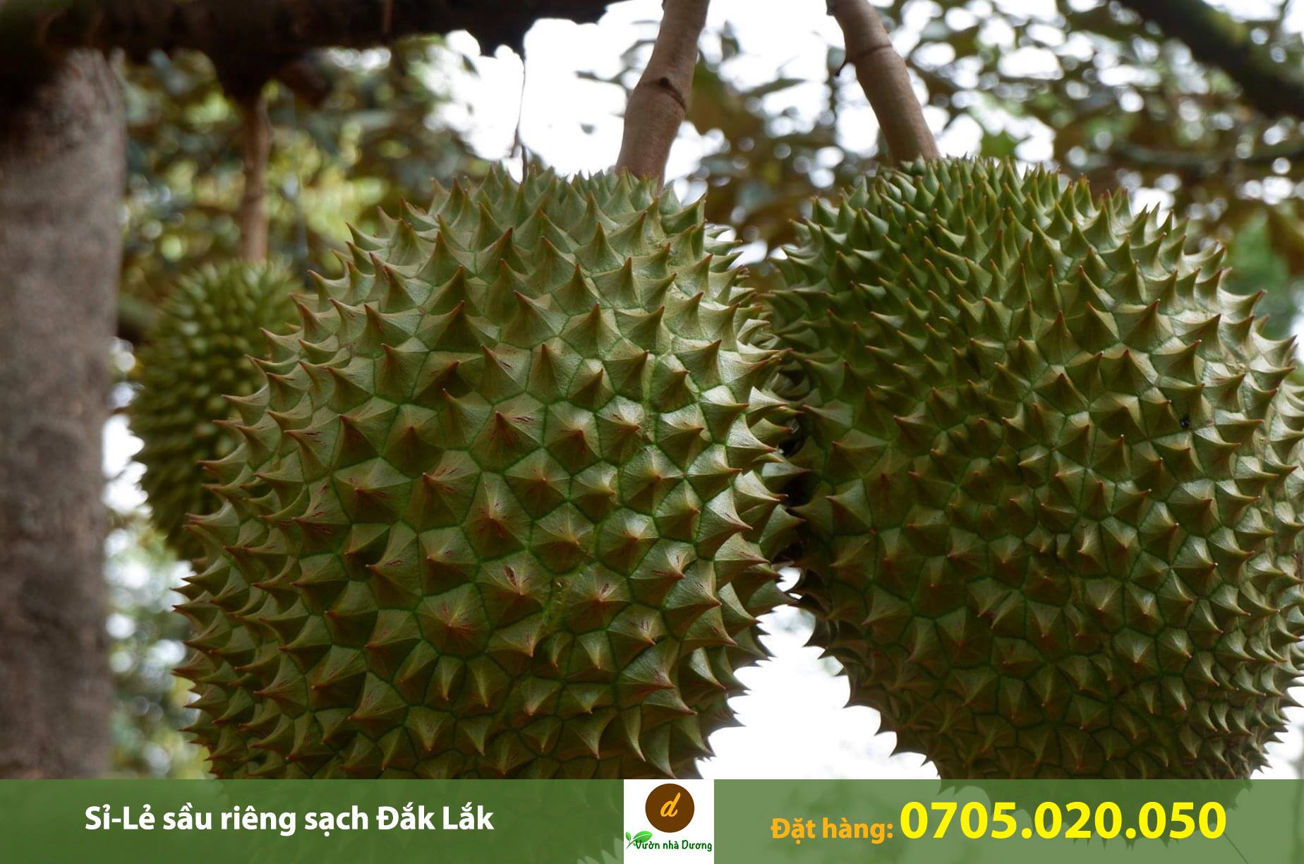 Vườn nhà Dương chuyên cung cấp sầu riêng Đăk Lăk ngon đúng chuẩn