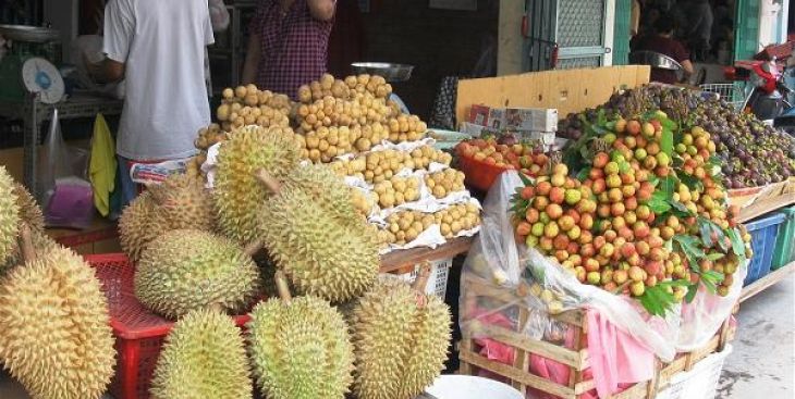Toàn bộ thông tin về sầu riêng Đăk Lăk đầy đủ nhất