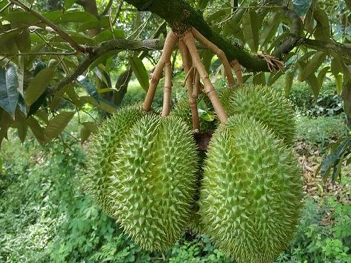 Giống sầu riêng Dona mang đến năng suất cao