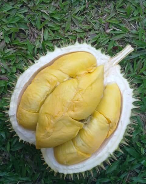 Cơm sầu riêng Dona có màu vàng nhạt