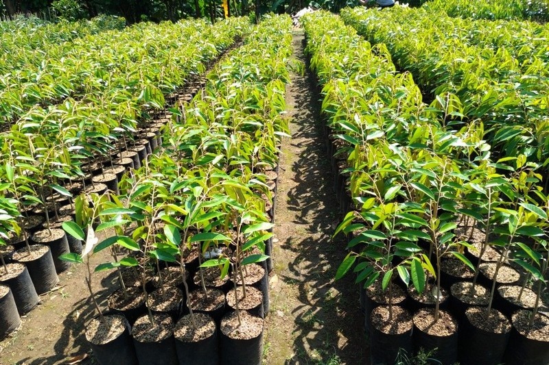 Kỹ thuật trồng sầu riêng Dona đúng khoa học