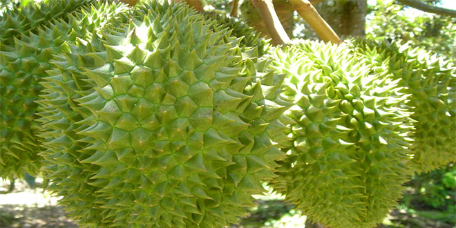 Sầu riêng Dona da xanh
