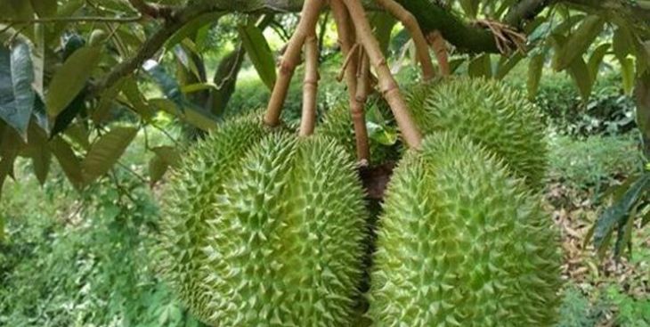 05 thông tin thú vị về sầu riêng Dona nên biết