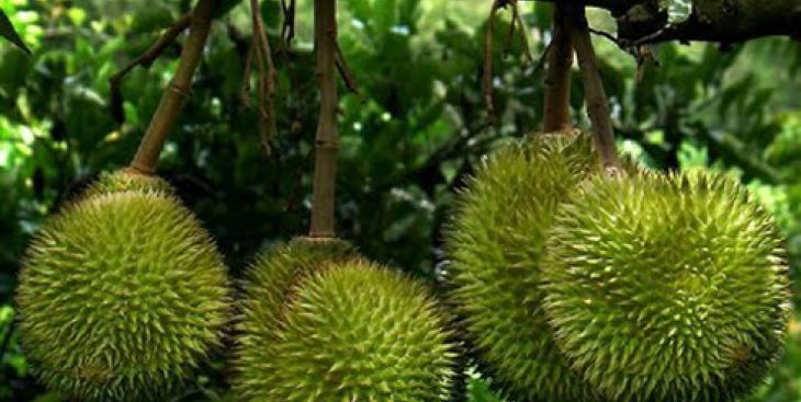 Tất tần tật thông tin về sầu riêng Ri6 mà bạn nên biết