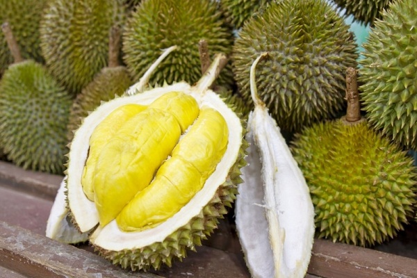 Giống sầu riêng Monthong Thái Lan