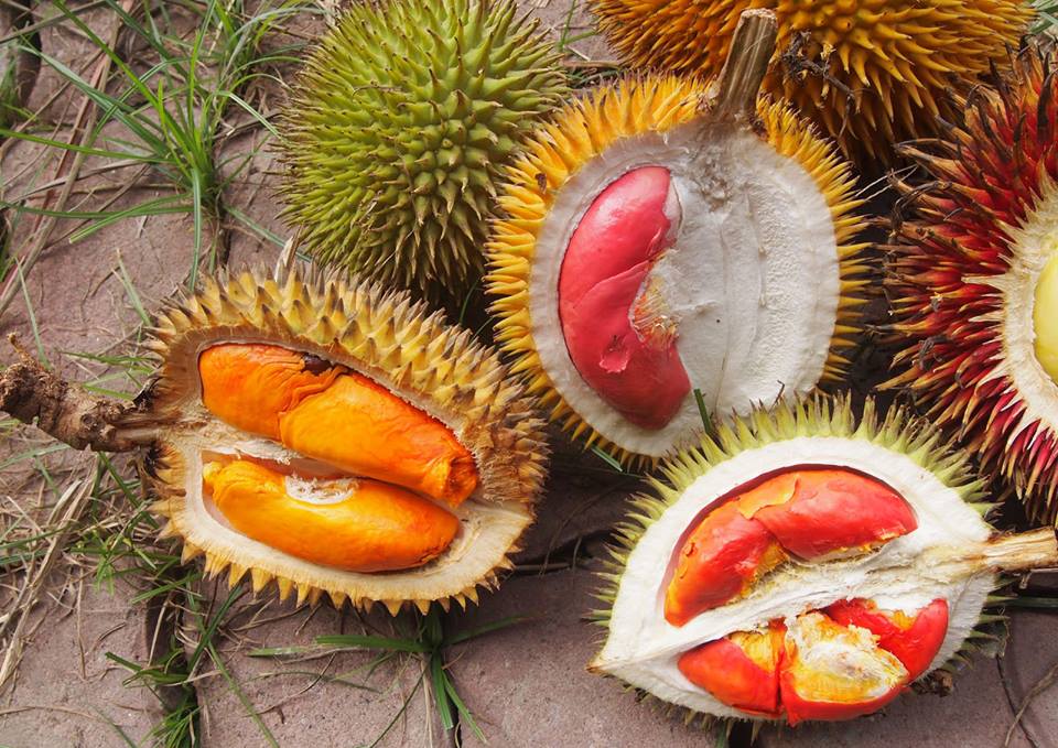 Sầu riêng Black Thorn có cơm màu cam