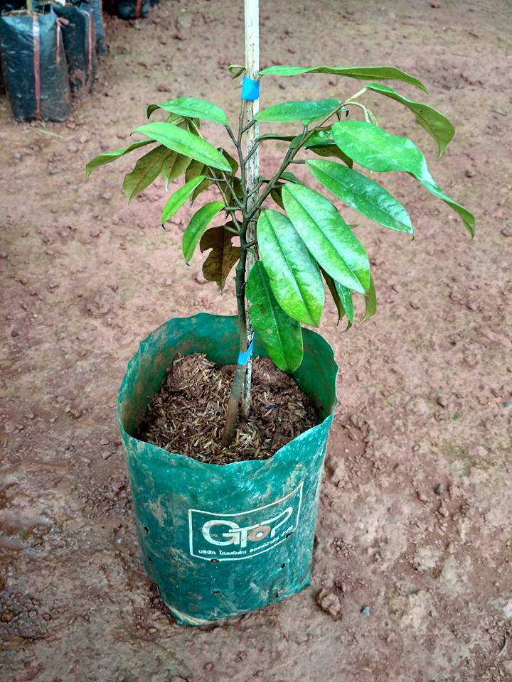 Chuẩn bị cây giống trước khi trồng