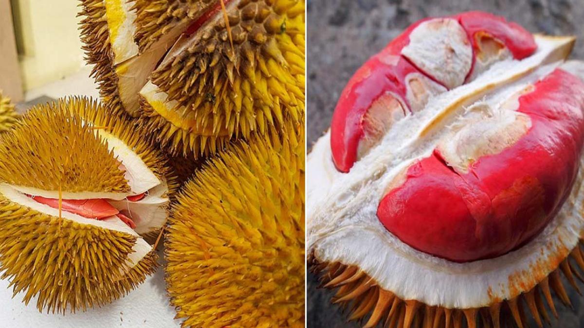 Sầu riêng ruột đỏ hiện chưa có cửa hàng nào cung cấp