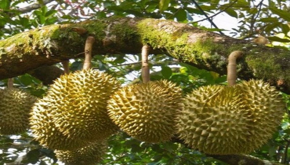 Giống sầu riêng Thái cho năng suất kinh tế cao