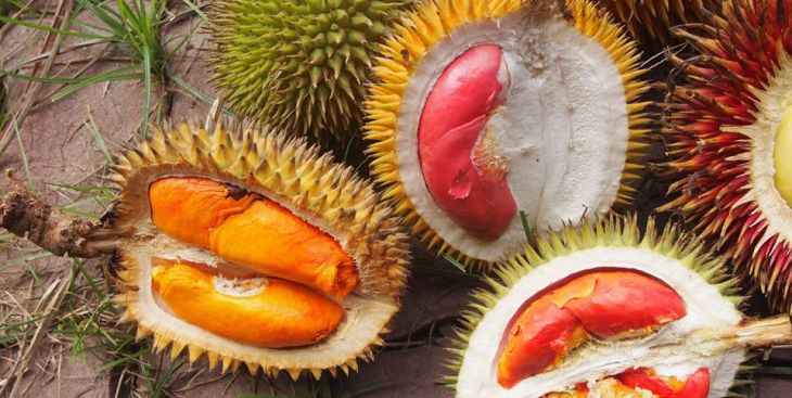 Đặc điểm và kỹ thuật chăm sóc sầu riêng Black Thorn đúng chuẩn