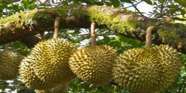 Sầu riêng Thái tại sao được ưa chuộng ở Việt Nam?