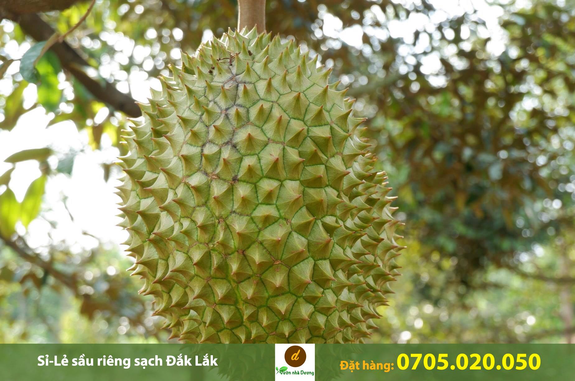 Vườn Nhà Dương chuyên cung cấp sầu riêng sạch