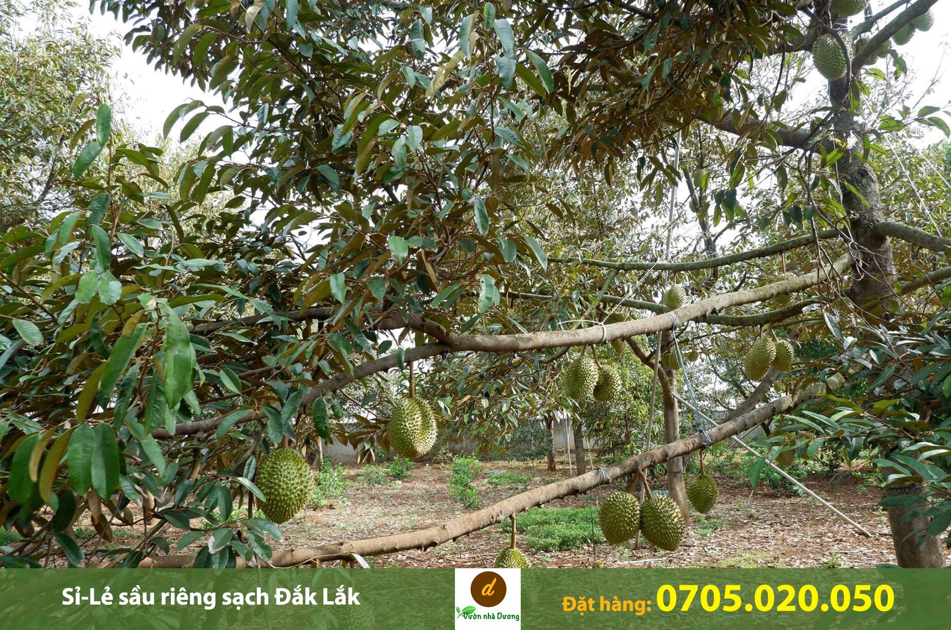 Mua sầu riêng ở quận Bình Thạnh Thành phố Hồ Chí Minh