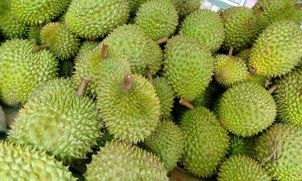 Chọn quả sầu ro, cân đối và có chia múi rõ ràng