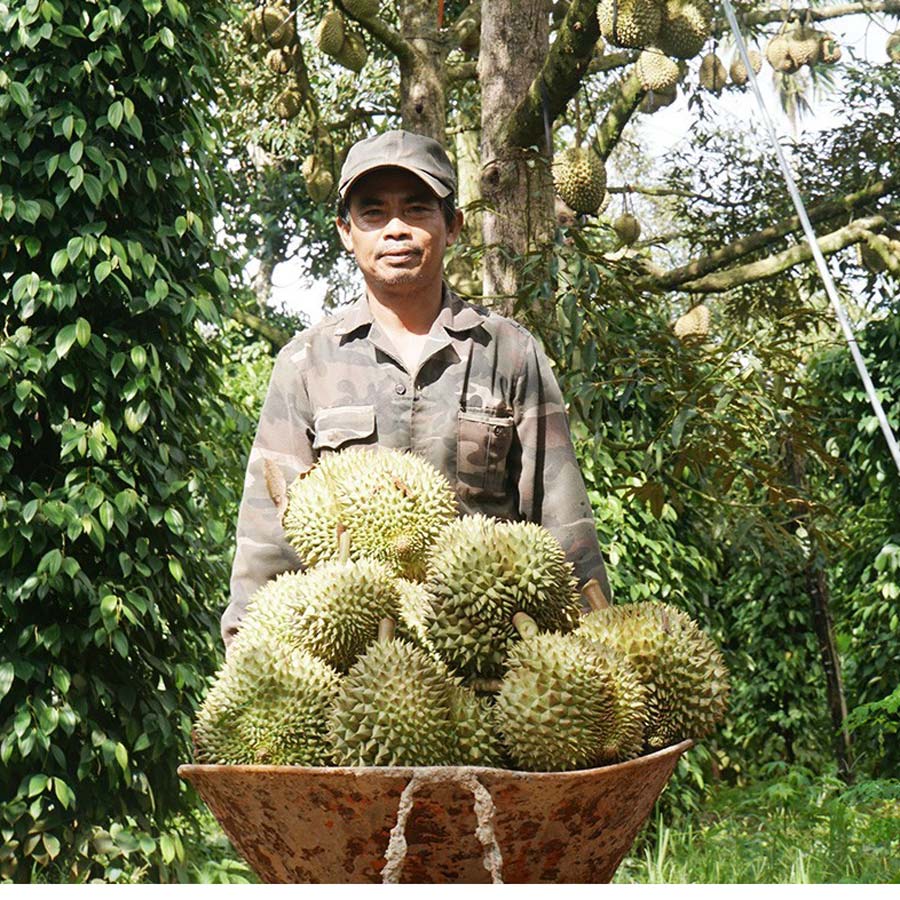 Lựa chọn nhà cung cấp sầu riêng chất lượng và giá rẻ