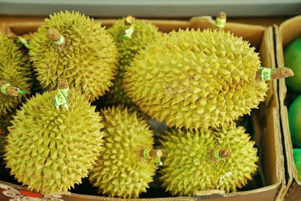 Ước lượng số vốn cần thiết cho buôn bán sầu riêng