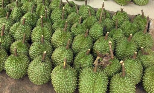 Sầu riêng Monthong và Ri6 đều được mọi người ưa chuộng