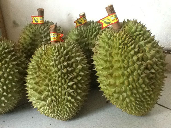 Sầu riêng Ri6 có hình bầu dục, đáy hẹp