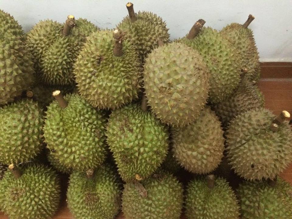 Sầu riêng Ri6 có nhiều gai, nhọn và kích thước gai dày