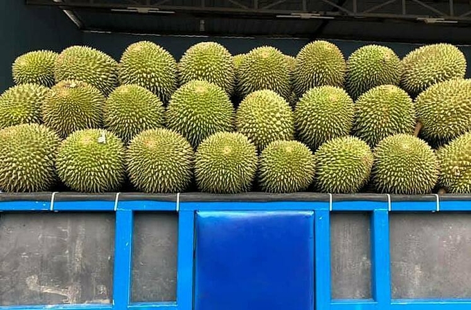 Sầu riêng năm nay rớt giá, người dân cảm thấy khó khăn