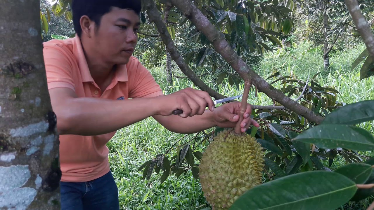 Chăm sóc sầu riêng không đúng cách sẽ làm giảm năng suất cây trồng