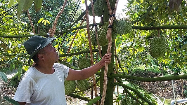 Duy trì chăm sóc tốt cho vườn sầu riêng để đảm bảo cây đạt năng suất tốt hơn